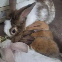 فروش خرگوش و مرغ و اردک