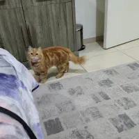 خانم برا نظافت