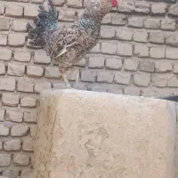 خروس|حیوانات مزرعه|گناباد, |دیوار