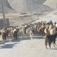 ۸۰را‌بز‌جوان