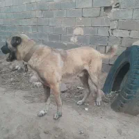 سگ سرابی|سگ|خواف, |دیوار