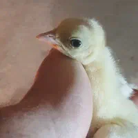 جوجه طاووس