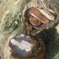 عسل درمانی و طبیعی برداشت امسال، ژل رویال، گرده گل