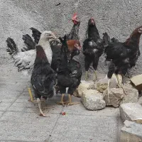 جوجه