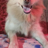 پامر روباهی