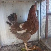 مرغ تخم گذار