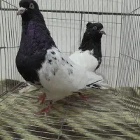 جفت کفتر