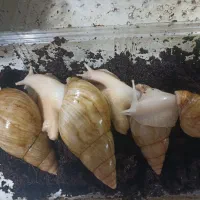 حلزون آلبینو