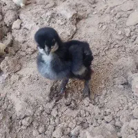 جوجه مرغ