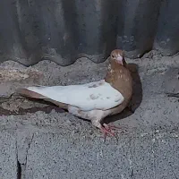 ماده سر زرد دم زرد