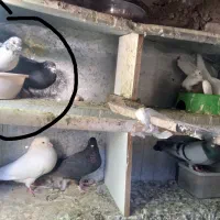 کبوتر سوسک و کله ماستی