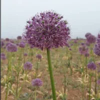 موسیر تازه کوهی