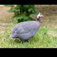 تخم مرغ شاخدار