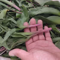 گیاە بهاری