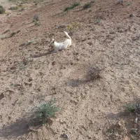 سگ پاکوتا