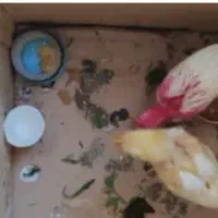جوجه ۵۰ روزه