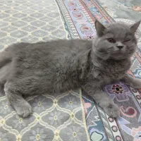 گربه اسکاتیش