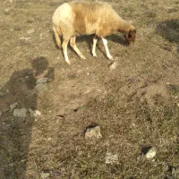 یک راس گوسفندحامله
