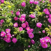 اجاره گل محمدی  حدود۱۷۰بوته