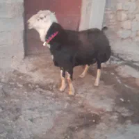 برای خرید با این شماره تماس بگیرین۰