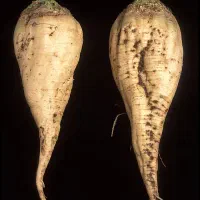 (چغندرقند)شیرین عسل۵۰کیلو