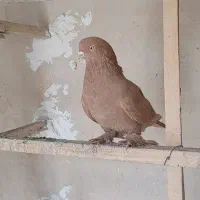 کبوتر زرد نوک ریز