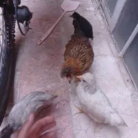 جوجه گلین اصلی