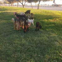 بز بیگ|حیوانات مزرعه|دزفول, |دیوار