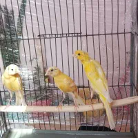 قناری یسر جیبر