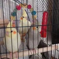 عروس هلندی سخن گو