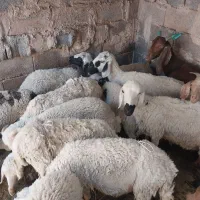 گوسفند