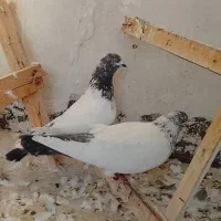 دوتا کفتر نرو ماده کله دار