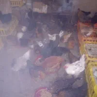 مرغ محلی|حیوانات مزرعه|سنندج, |دیوار