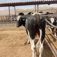 گوساله نر