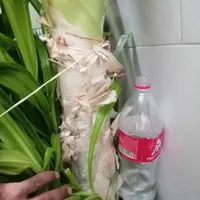 گل طبیعی بسیاربزرگ،ملکه ژاپنی اصل|گل و گیاه طبیعی|اصفهان, ابر|دیوار