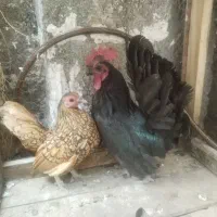 مرغ و خروس
