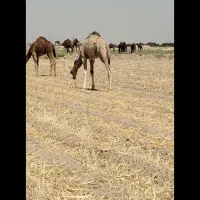 شتر در همه وزن و همه رقم موجود است
