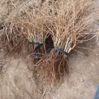 خرید و فروش انواع نهال انگور قلمه