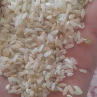 برنج چمپای کامفیروز اصل