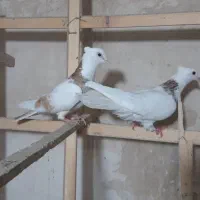 کبوتر جفت