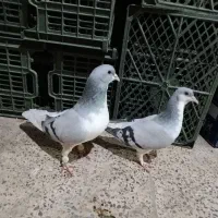 کفتر