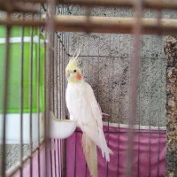 عروس هلندی