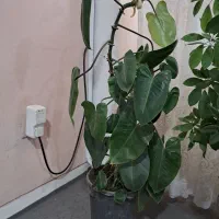 فیلودندرون رونده