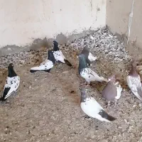 کفتر رنگه