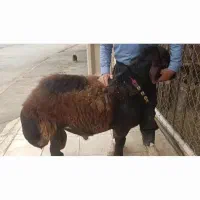 قوچ|حیوانات مزرعه|داران, |دیوار