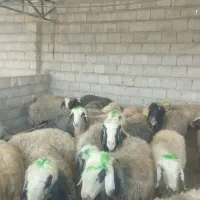 فروش گوسفند برا قربونی