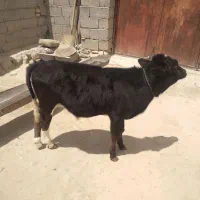 گاو|حیوانات مزرعه|گل تپه, |دیوار
