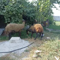 سه عدد گوسفند