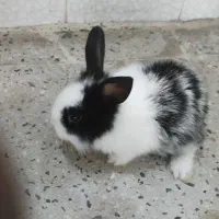 خرگوش لوپ و بازی گوش
