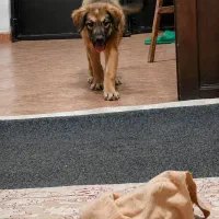 سگ سرابی اصیل